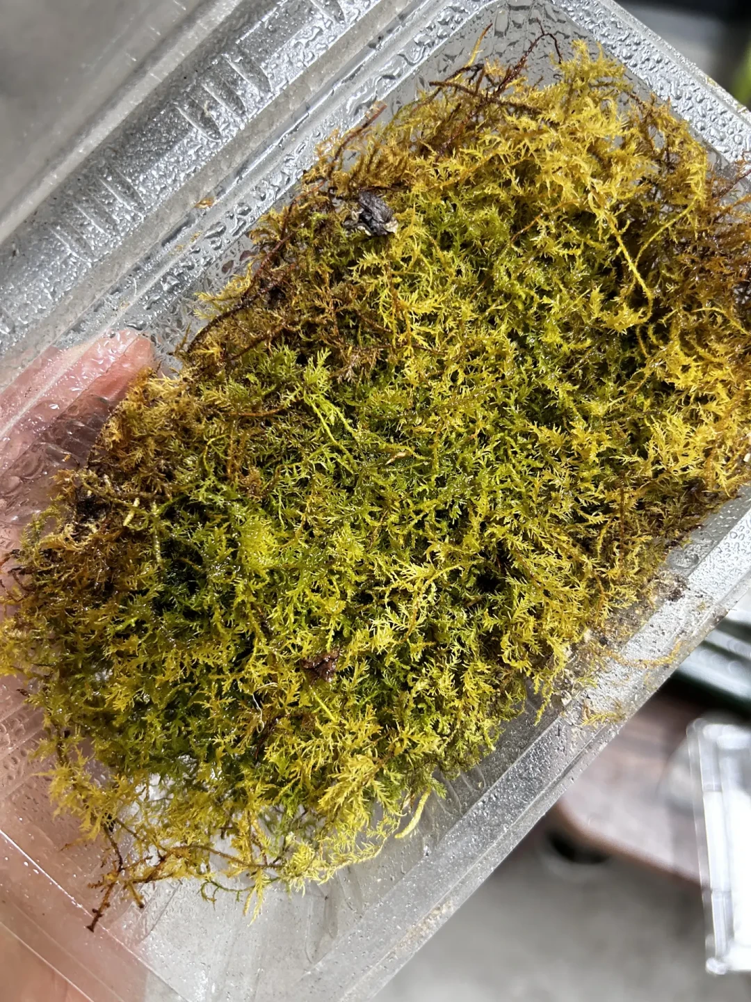 捡的苔藓一周就发黄长虫?不是手残,是装瓶前少做了一步