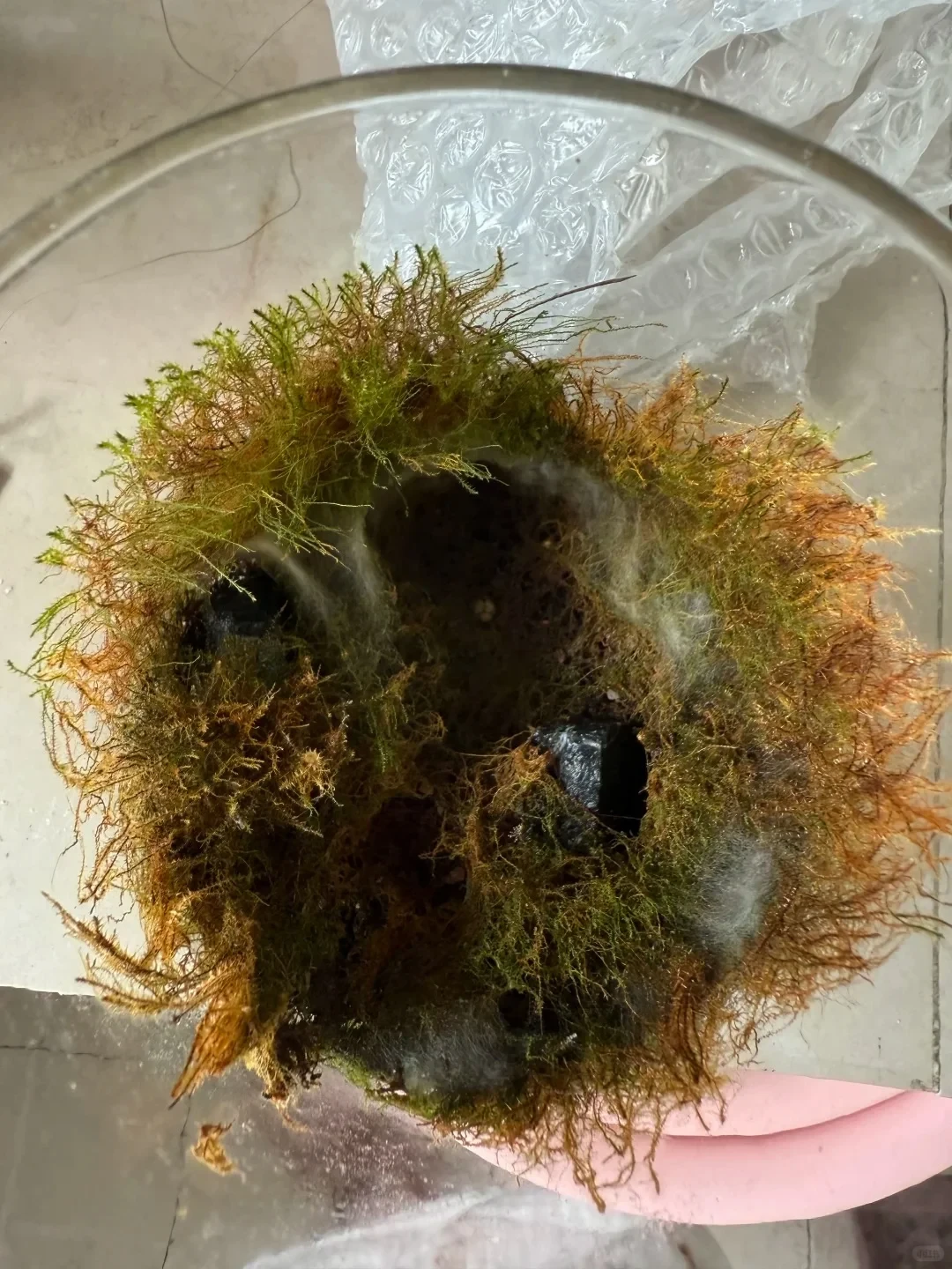 苔藓瓶长白毛先别扔：我们翻遍全网40多条发霉帖，真正能救的共识根本不在药瓶里