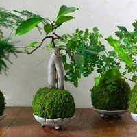 苔藓瓶长白毛先别扔：我们翻遍全网40多条发霉帖，真正能救的共识根本不在药瓶里