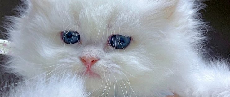 你对猫咪的每点好，这小毛孩可全默默记在心里啦