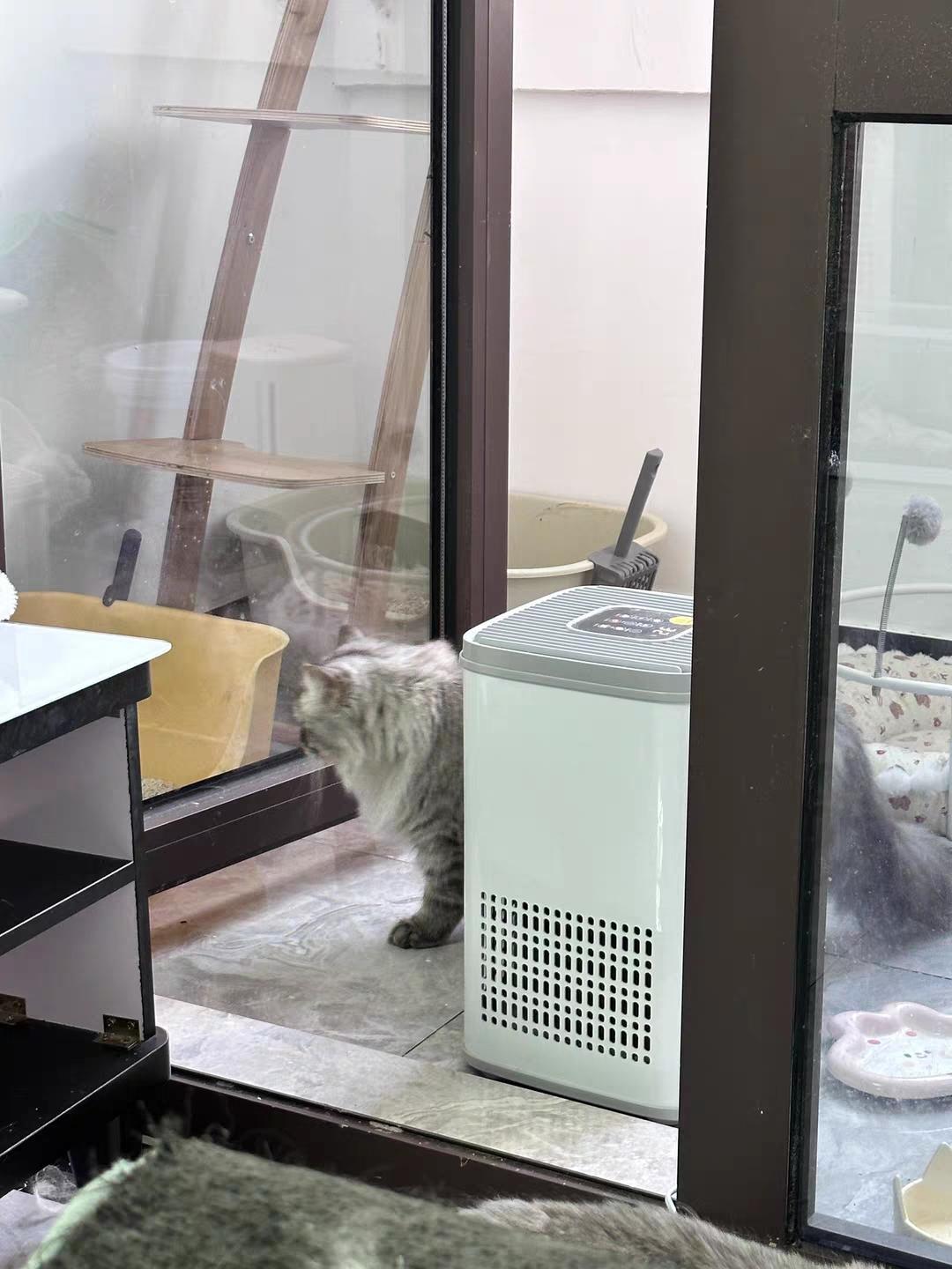 暖气一开、窗一关,猫味就重了?先分清来源再选对方法