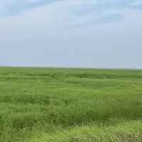 鄱阳湖草海进入最佳观赏期，但别急着追“水上公路”——它现在真没水
