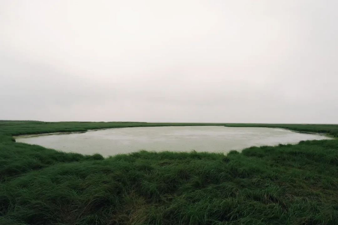 鄱阳湖草海进入最佳观赏期，但别急着追“水上公路”——它现在真没水