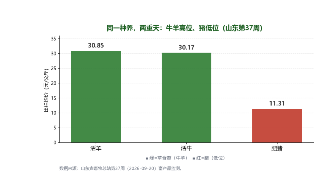 活羊14块、柜台40块、假卷4块6:霜降第一口羊肉前,先算清三笔羊账