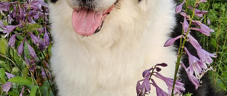 狗狗总爱往你身上靠？它的小心思比你想的暖多了