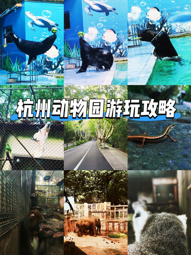 杭州动物园一日游玩攻略🦒20元治愈一整天
