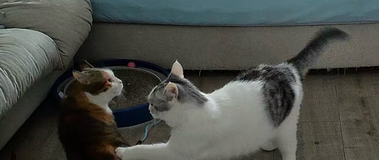双十一猫粮只挑牌子货，便宜的不敢买