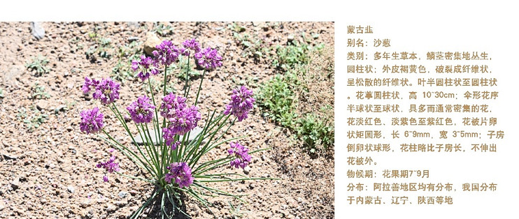 一植一世界｜旱生植物：蒙古韭（沙葱）