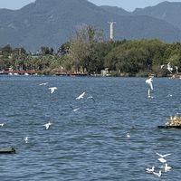 鸥到了，但还没"熟"：海洪上千只、海埂一小群、翠湖还没来——观鸥季头两周，去哪个点位看到哪个样