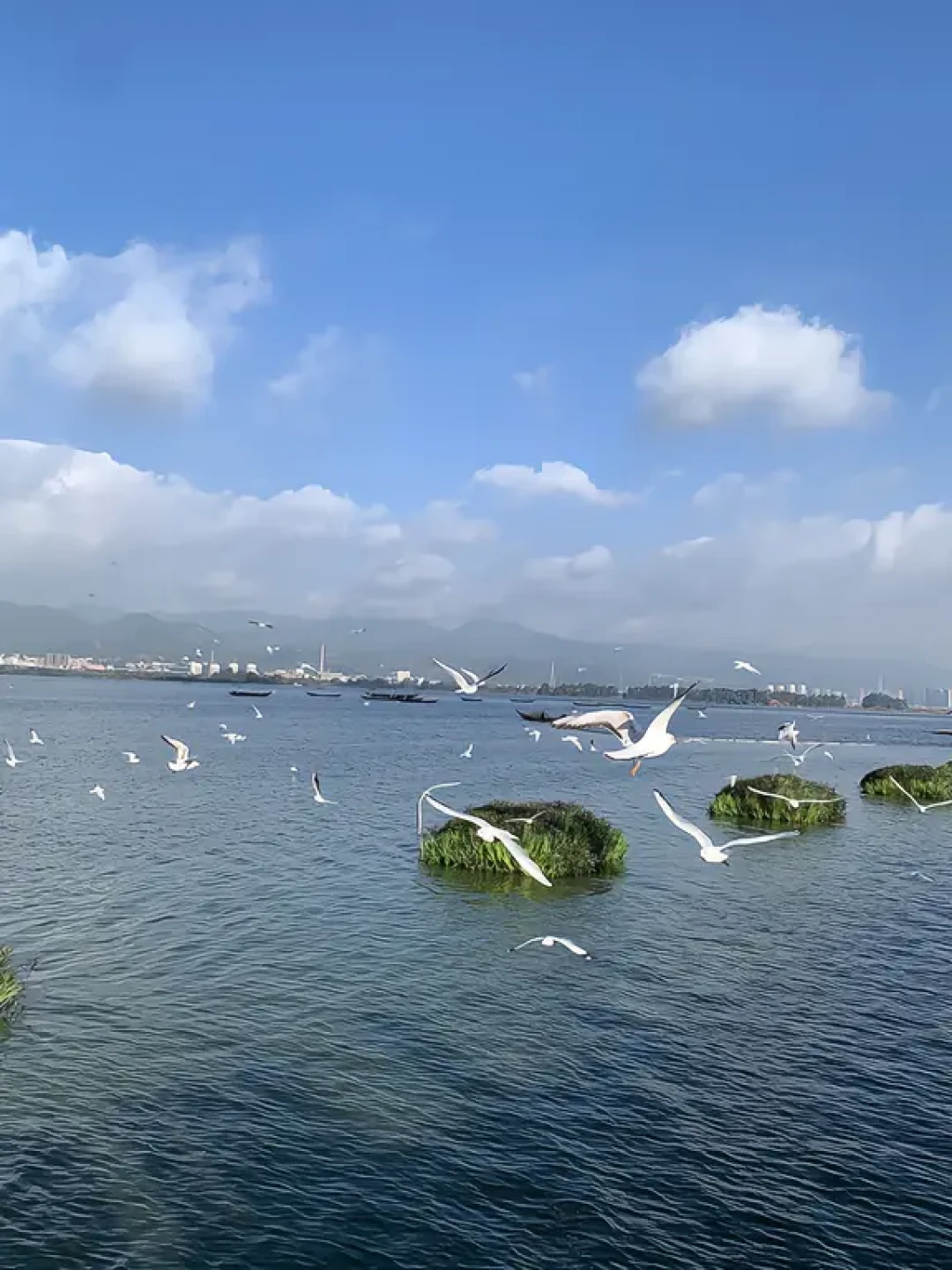 鸥到了,但还没