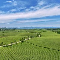 双11买茶，"带牌"的每克贵2.7倍：这笔牌子钱，哪几笔算保险、哪几笔是学费