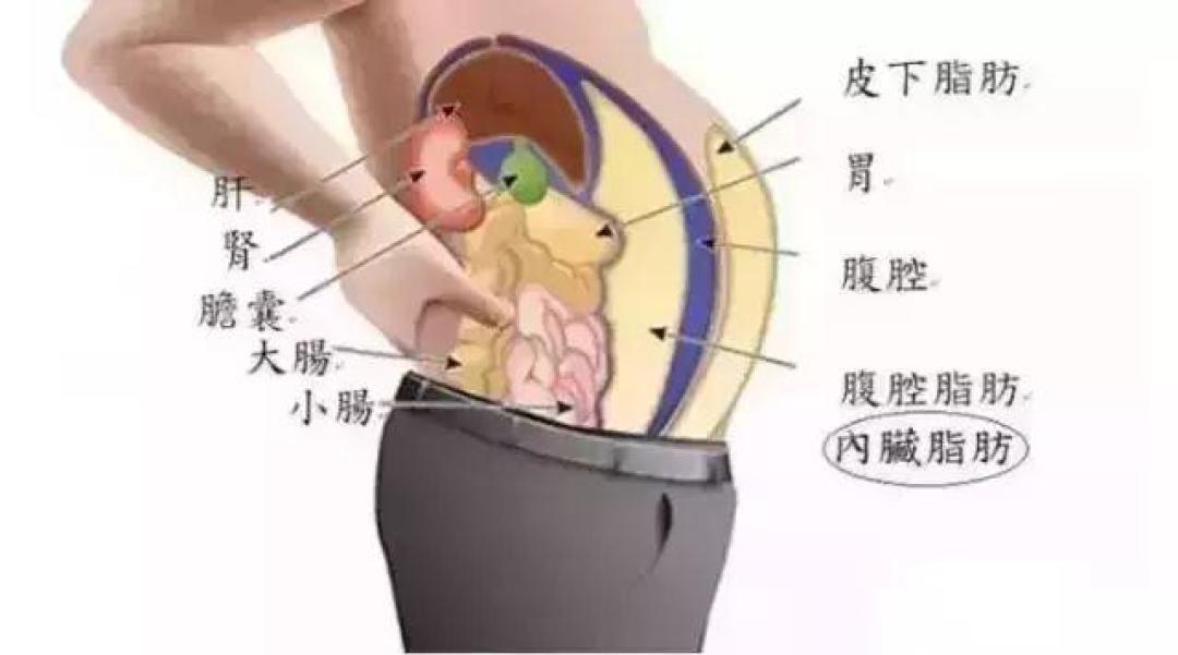 体重不超标、四肢不粗,就肚子支棱着?“我不胖”遮不住久坐攒下的内脏脂肪,机制是肌肉太少、消耗太低:先量腰围90cm线和腰高比0.5判断自己超没超,报告干净就别节食、做身体重组——每周2次全身力量(椅子深蹲/上斜俯卧撑/背包划船/臀桥,膝盖腰不好有替代动作)+饭后走10-15分钟、减酒戒液体糖,每两周量一次腰围看动静;报告上已有脂肪肝、血糖、血脂箭头的,先拿报告看医生,训练只做辅助