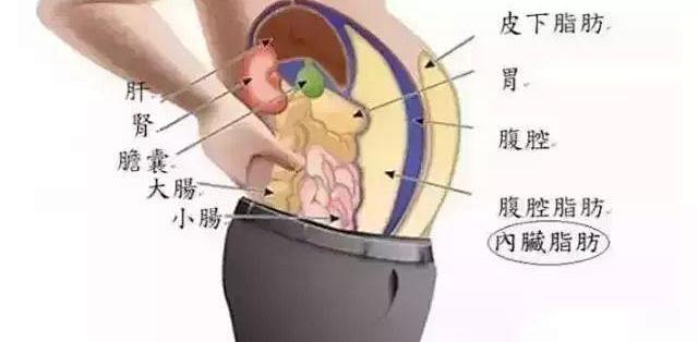 体重不超标、四肢不粗，就肚子支棱着？“我不胖”遮不住久坐攒下的内脏脂肪，机制是肌肉太少、消耗太低：先量腰围90cm线和腰高比0.5判断自己超没超，报告干净就别节食、做身体重组——每周2次全身力量（椅子深蹲/上斜俯卧撑/背包划船/臀桥，膝盖腰不好有替代动作）+饭后走10-15分钟、减酒戒液体糖，每两周量一次腰围看动静；报告上已有脂肪肝、血糖、血脂箭头的，先拿报告看医生，训练只做辅助