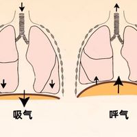 巴掌宽的真空腹医生提醒别模仿：它练的不是减脂是腹压
