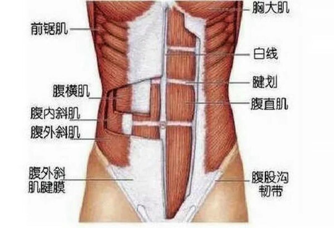 巴掌宽的真空腹医生提醒别模仿:它练的不是减脂是腹压