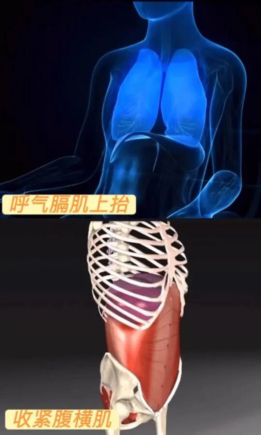 巴掌宽的真空腹医生提醒别模仿:它练的不是减脂是腹压
