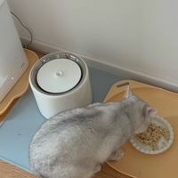 我把猫的命交给了一台299块的机器，它满粮提示空桶，一粒没出
