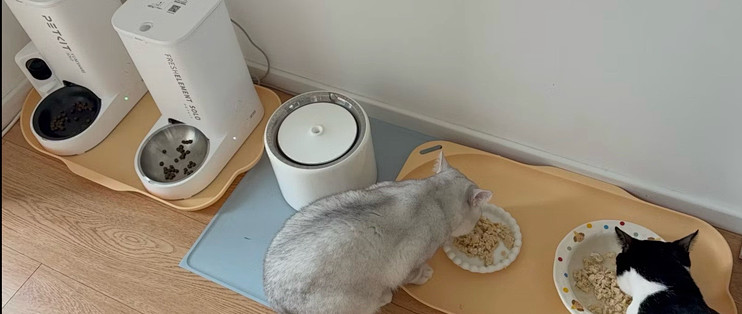 我把猫的命交给了一台299块的机器，它满粮提示空桶，一粒没出