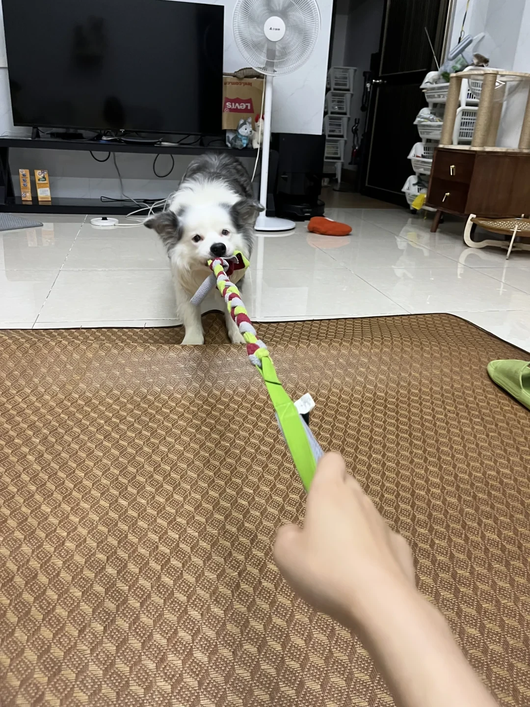 狗玩具越耐咬越好?先分咬法,再查安全红线