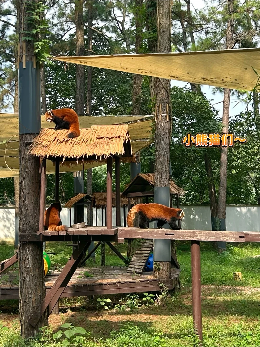 带4岁娃湖州安吉住一晚：6个网红点的身高线，我排成一张表