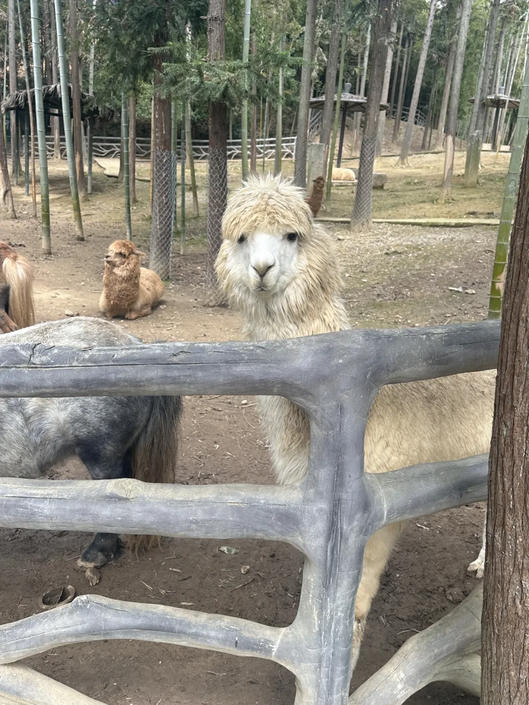 带4岁娃湖州安吉住一晚：6个网红点的身高线，我排成一张表
