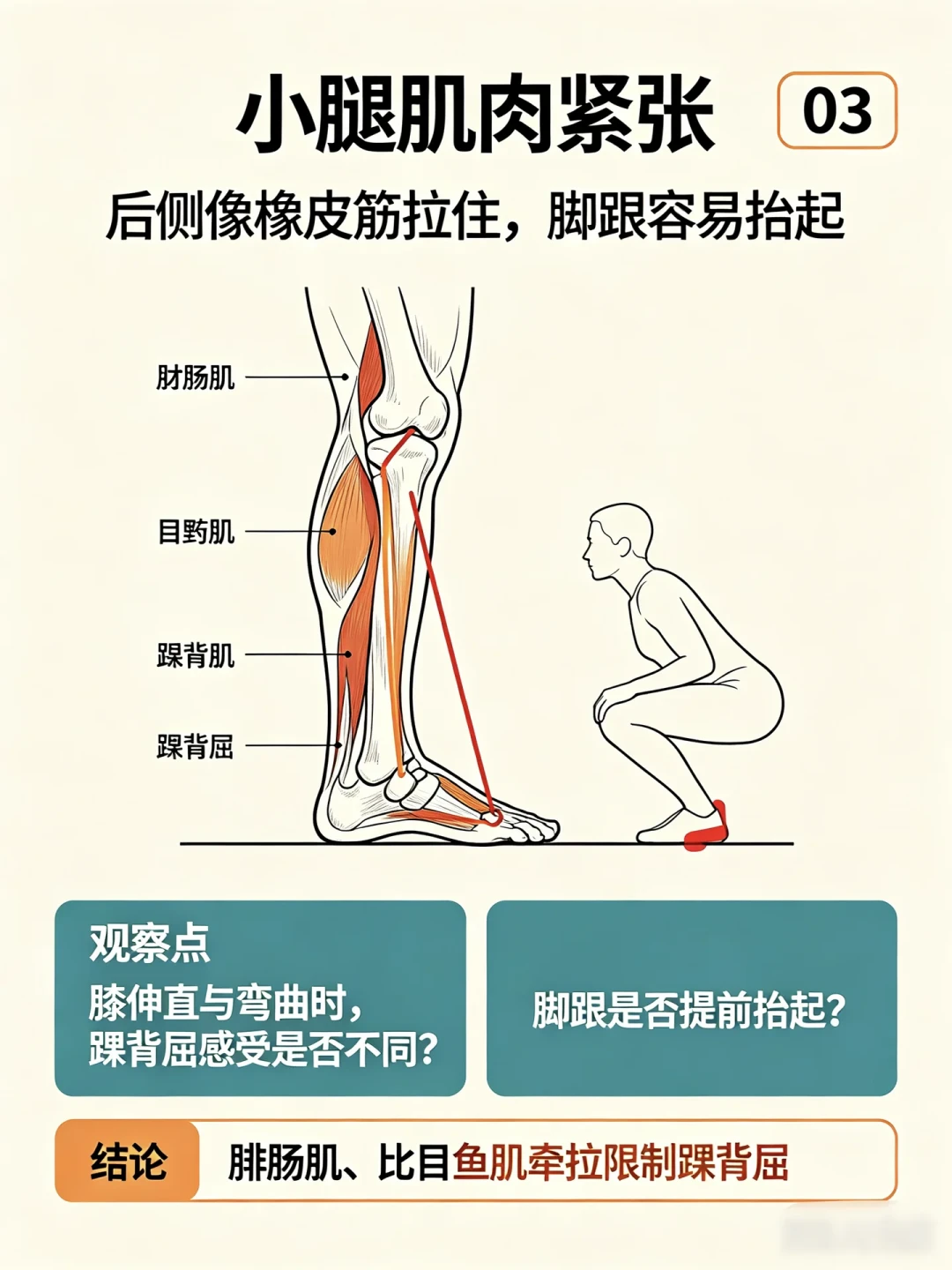 深蹲蹲不下去、脚跟抬起?先别怀疑膝盖,多半是踝背屈受限:1分钟靠墙碰膝自测,10厘米碰不到就用三个动作打开,垫脚跟蹲先把腿保住练;腹股沟深处夹痛、脚踝锐痛肿胀的先去医院