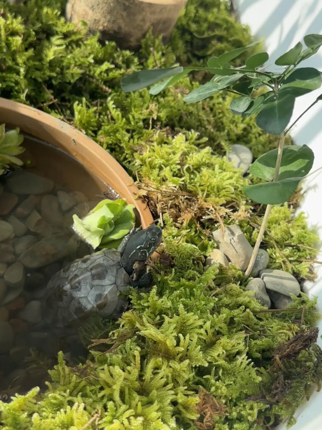 乌龟停喂和清肠:看水温三条线,别抄统一天数