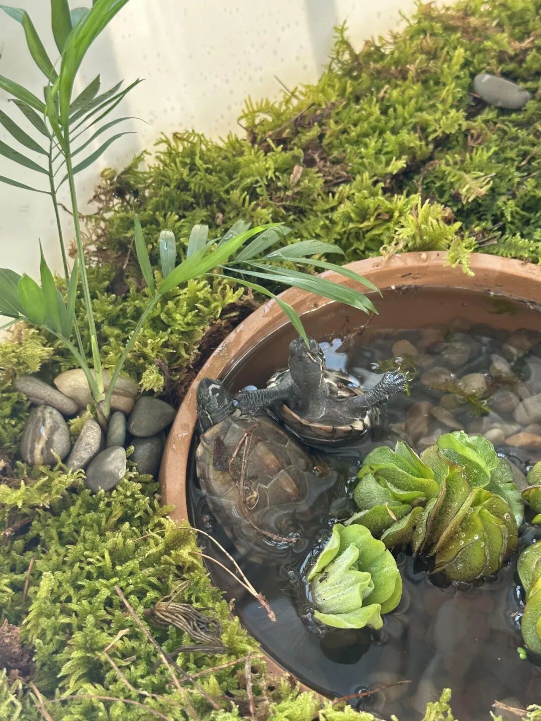 乌龟停喂和清肠:看水温三条线,别抄统一天数