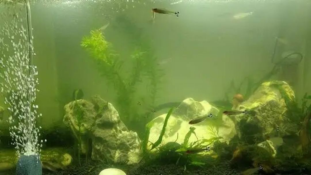 鱼缸水一夜变“牛奶”?先别急着换水,分清4种浑浊