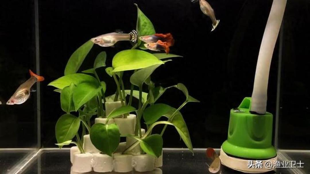 鱼缸水一夜变“牛奶”?先别急着换水,分清4种浑浊