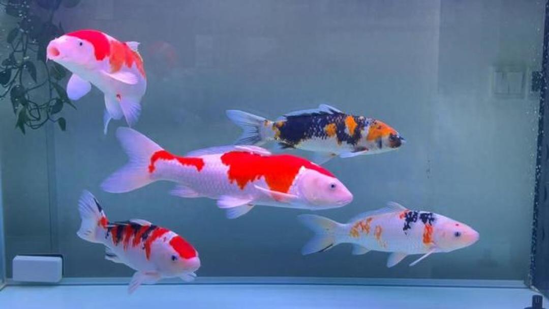 鱼缸水一夜变“牛奶”?先别急着换水,分清4种浑浊
