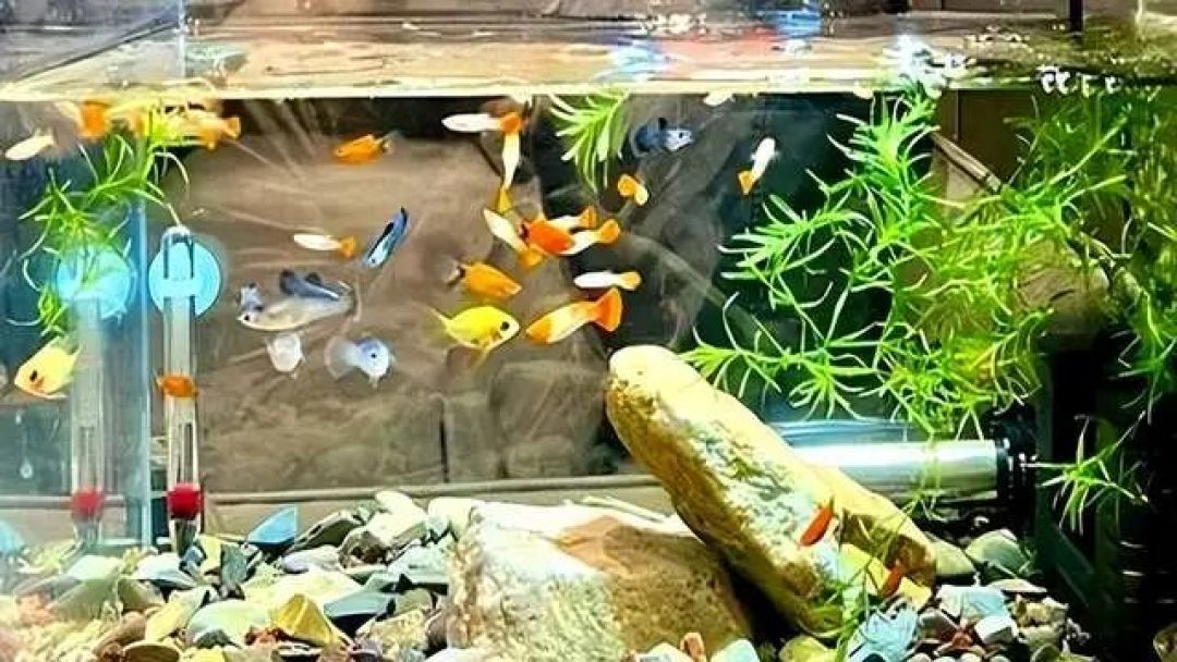 鱼缸水一夜变“牛奶”?先别急着换水,分清4种浑浊