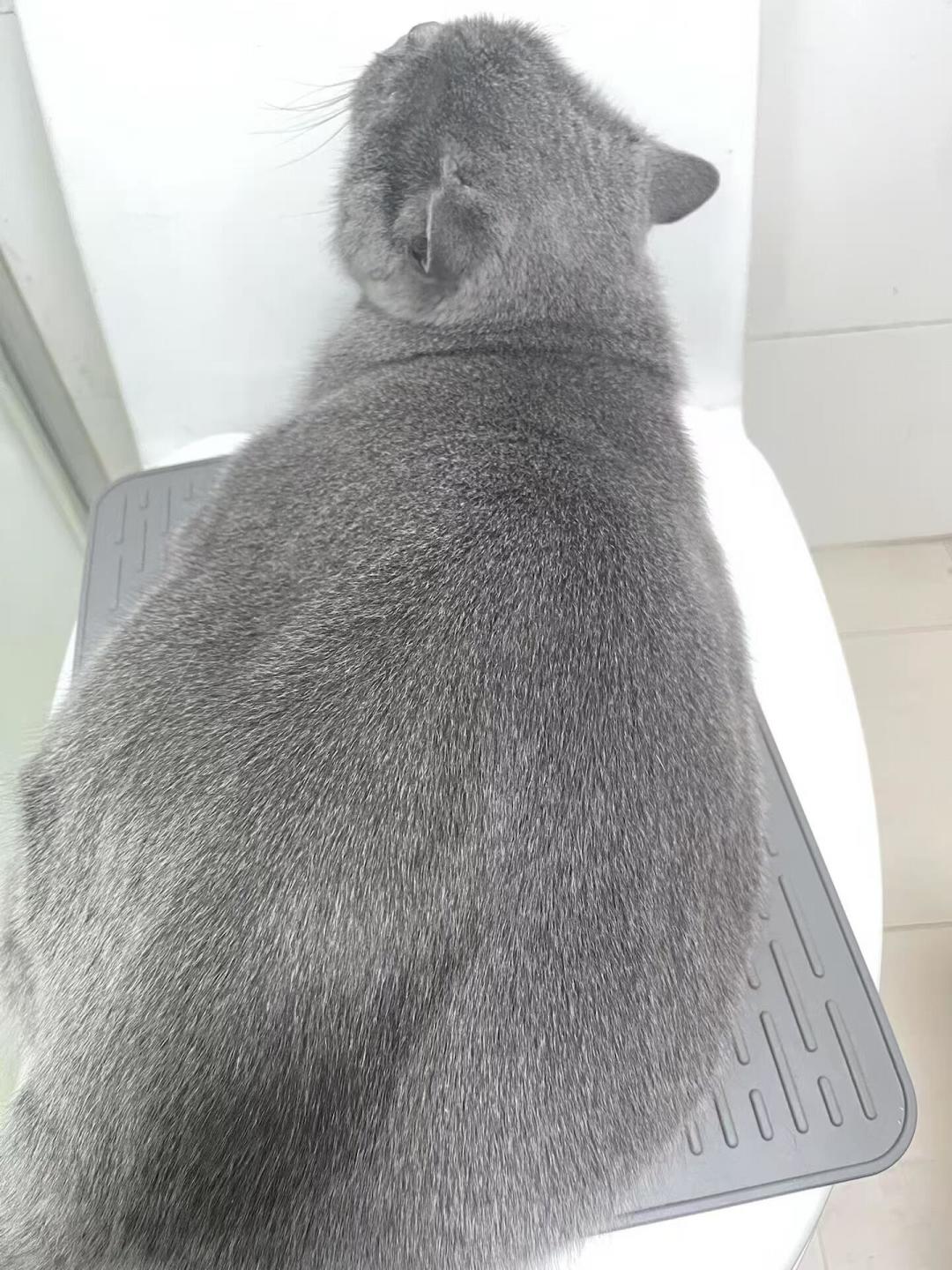 宠物店员工洗猫被咬穿手指登上热搜：这个冬天的