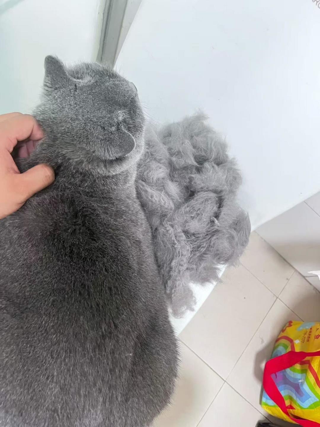 宠物店员工洗猫被咬穿手指登上热搜：这个冬天的