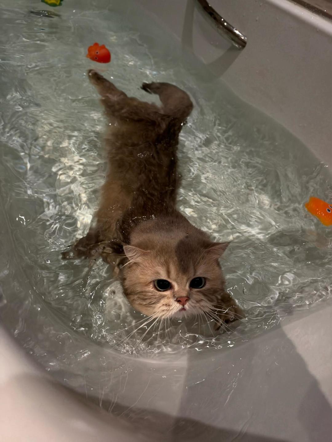 宠物店员工洗猫被咬穿手指登上热搜：这个冬天的