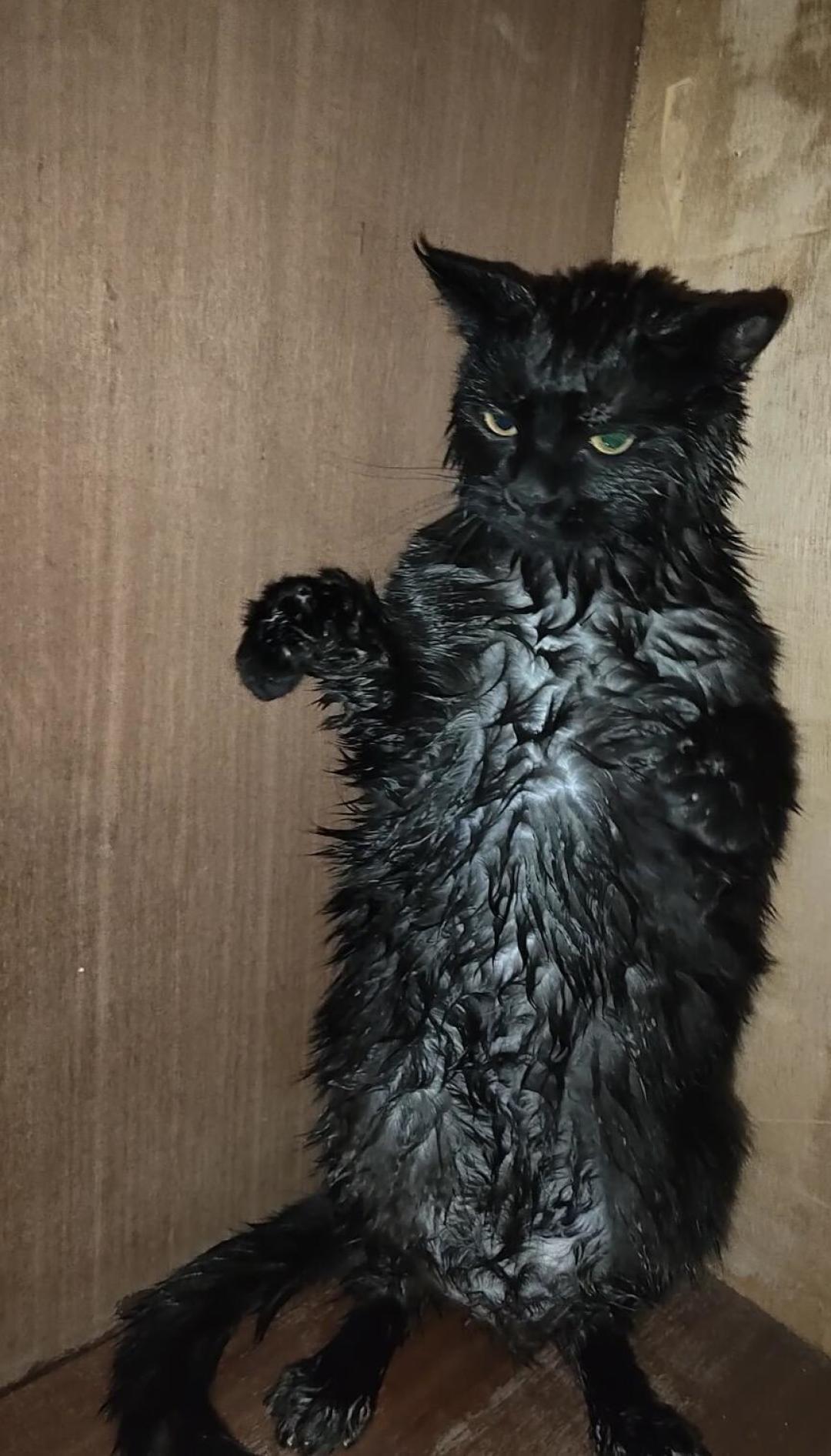 宠物店员工洗猫被咬穿手指登上热搜：这个冬天的