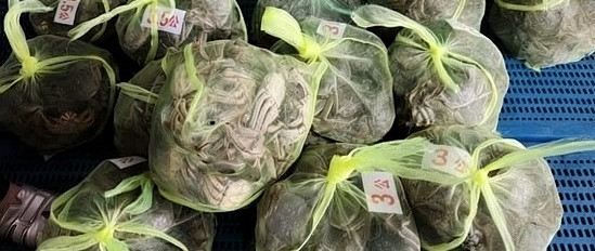 大闸蟹跌到5元一只，这波该不该囤