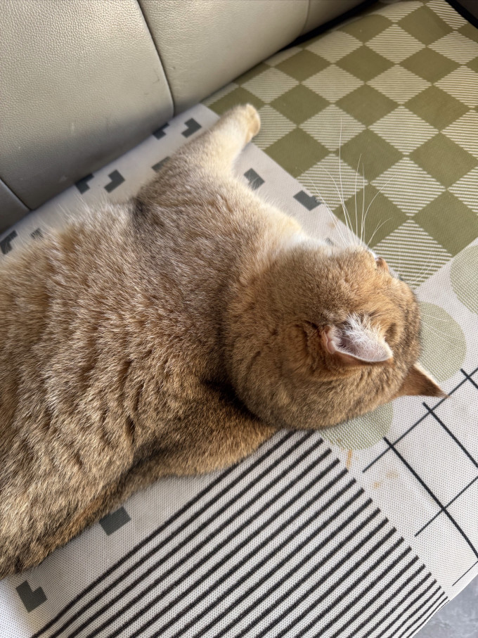 猫咪