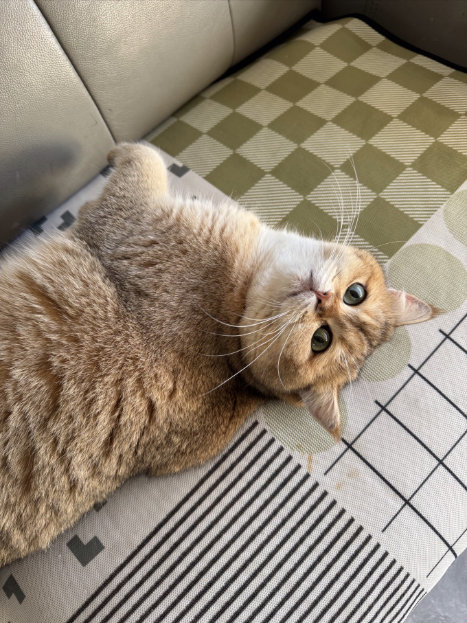 猫咪