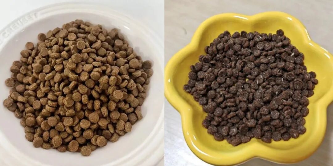 双11大袋猫粮到手:倒桶还是带袋装,先算你能喂多少天