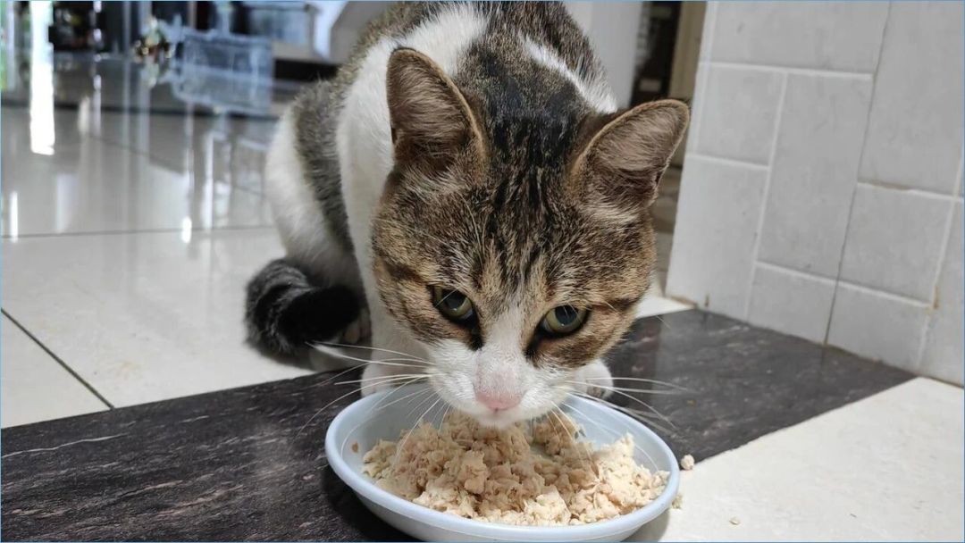双11大袋猫粮到手:倒桶还是带袋装,先算你能喂多少天