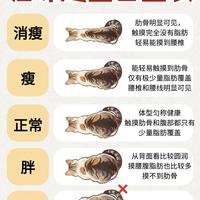 猫咪胖点才可爱?别再被骗了,肥胖真的会伤害猫!