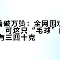 一周8篇破万赞：全网围观芦丁鸡减肥，可这只“毛球”的健康体重只有三四十克