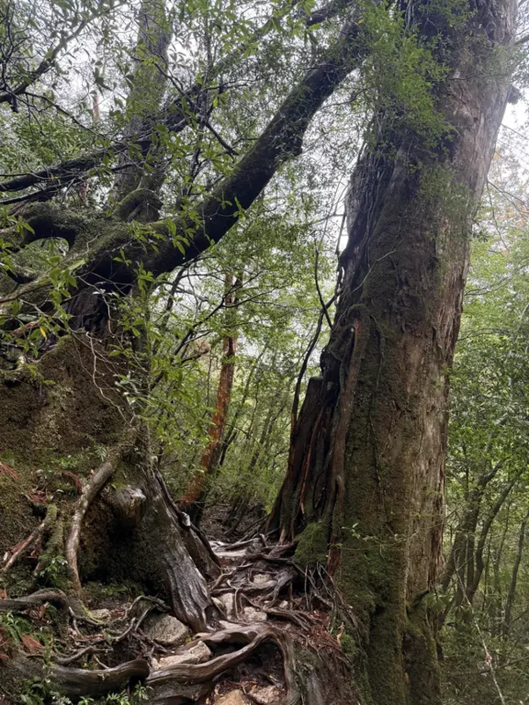 买了LOWA,算法开始给你推“进阶神鞋”?先把500到3000这笔账算明白再掏第二笔钱