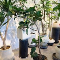 搬进屋的绿植招出一屋子"小黑飞"，它和卫生间那只可能根本不是同一种虫：翻完18个知乎问题、几十个B站视频和高赞评论楼，我把分诊、按虫龄排的方法清单和15天两轮的团灭课表理清了