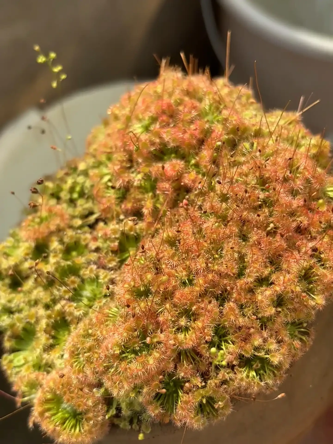 搬进屋的绿植招出一屋子