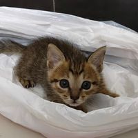 降温后猫连环打喷嚏？"一次感冒2.3k"的账单只是开始：这个换季，先对完喷嚏、药、软文三笔账