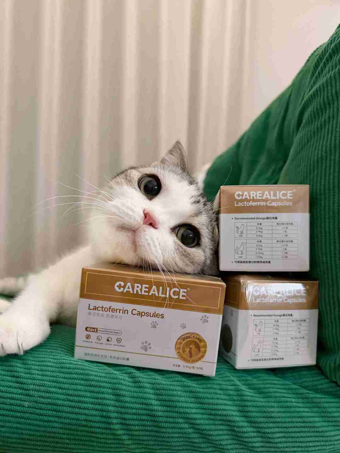 降温后猫连环打喷嚏?