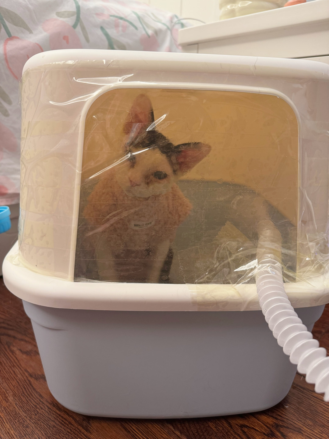 降温后猫连环打喷嚏?