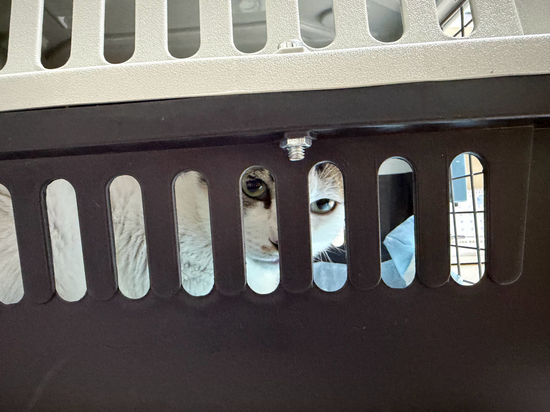 降温后猫连环打喷嚏?